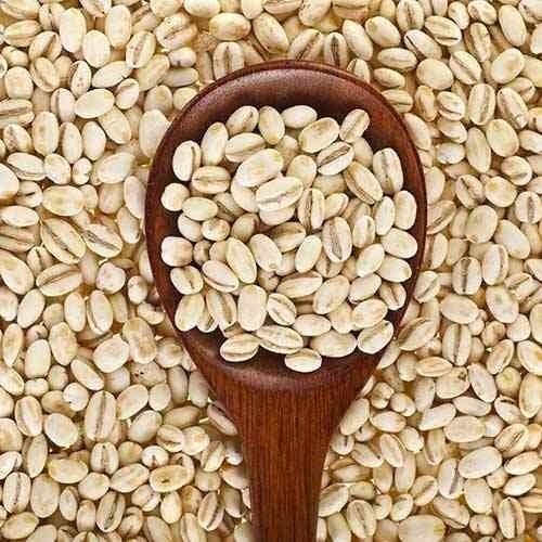 Barley