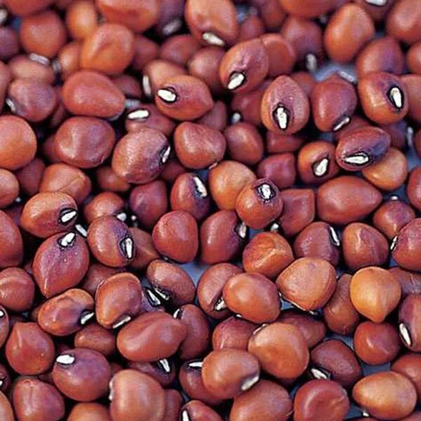Red karamani